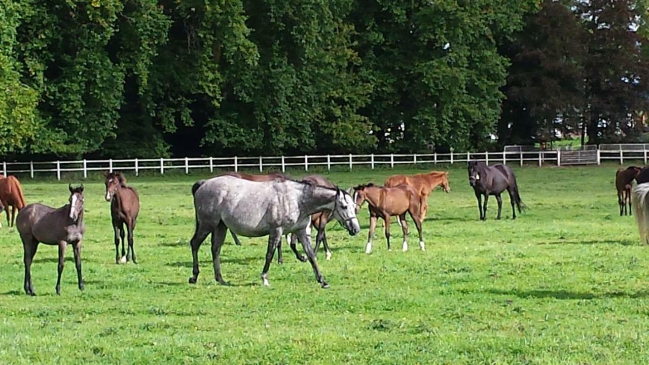 Gites De La Maison Du Haras Beuvron en Auge Bagian luar foto